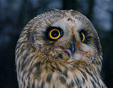 Short-eared Owl