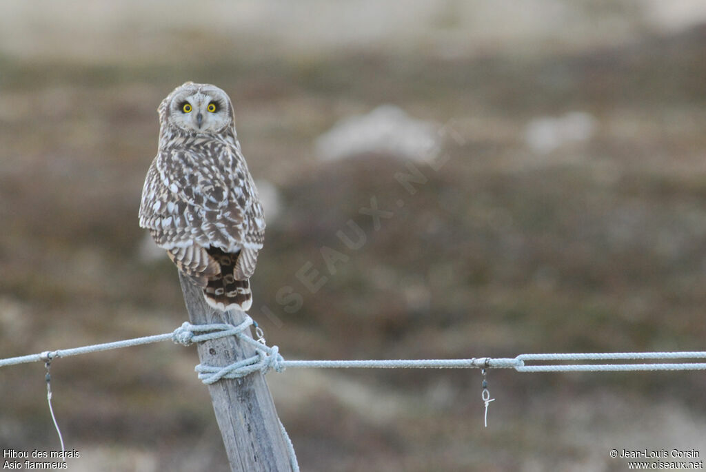 Hibou des marais