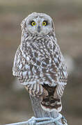 Short-eared Owl