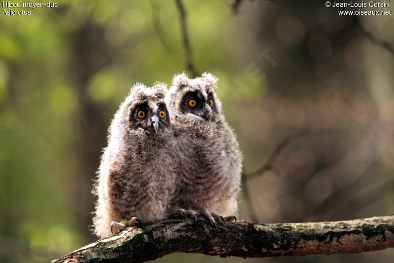 Long-eared Owl