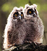 Long-eared Owl