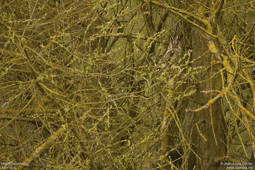 Long-eared Owl