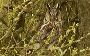 Long-eared Owl