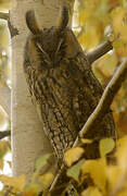 Long-eared Owl