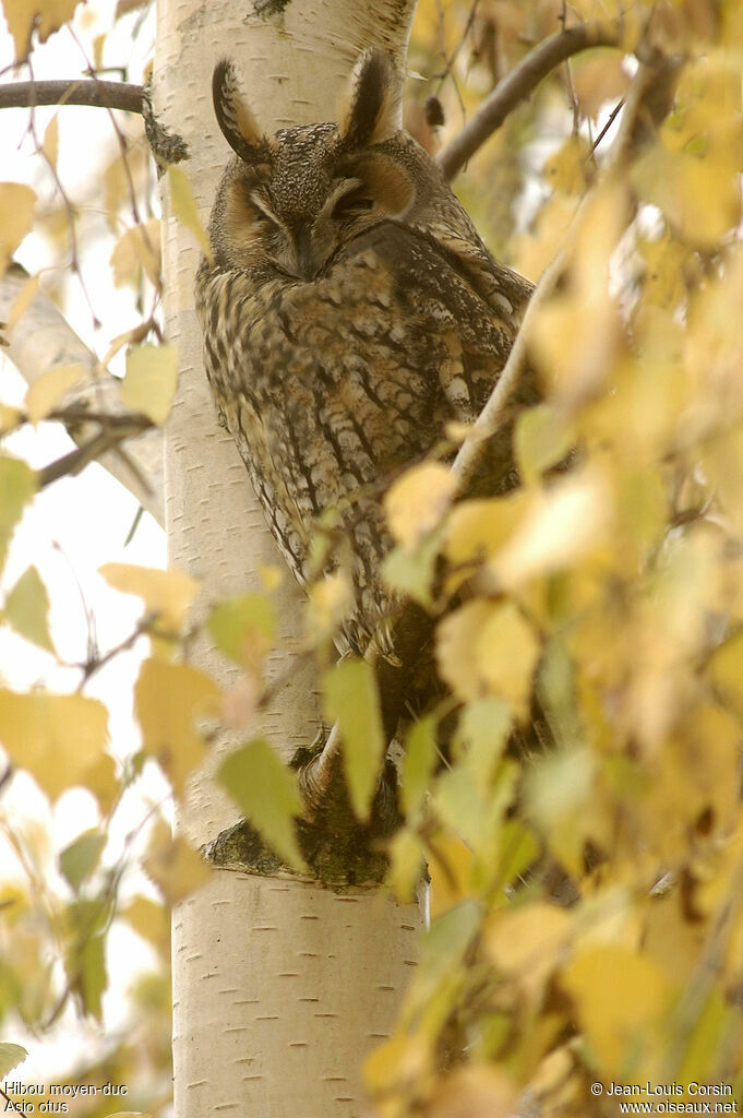 Long-eared Owl