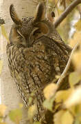 Long-eared Owl