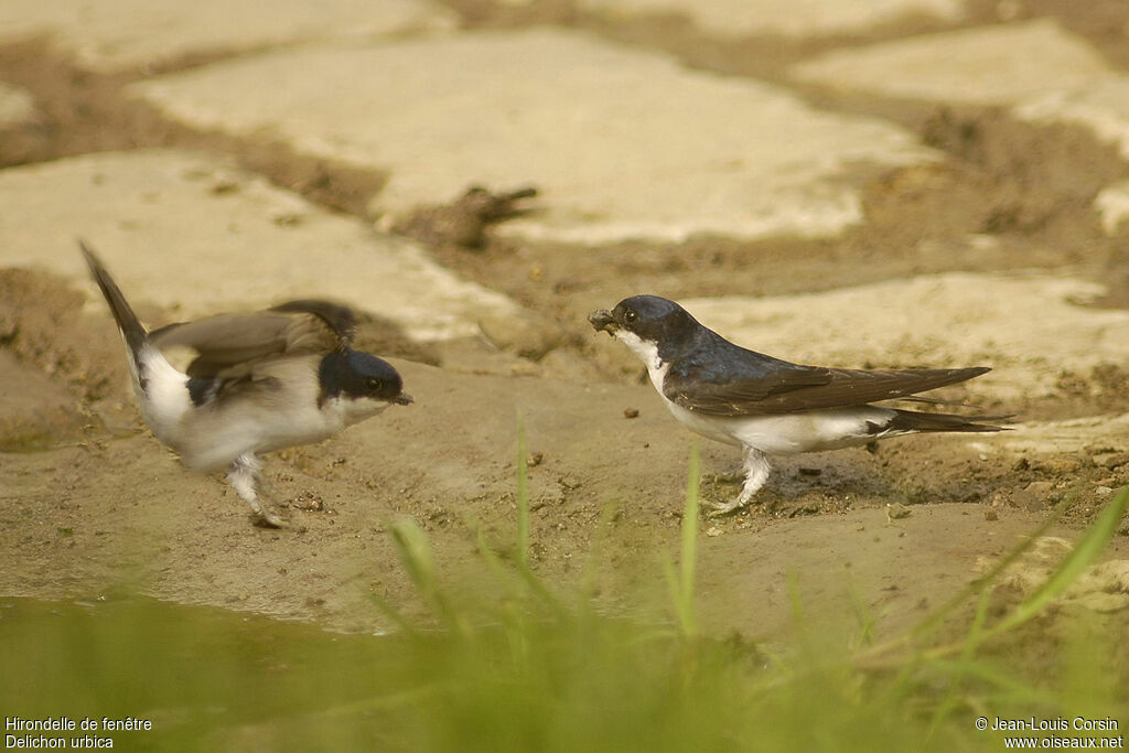 Common House Martin