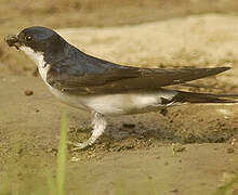 Western House Martin