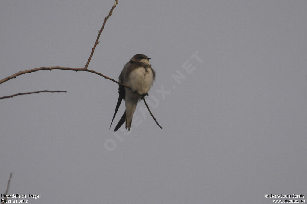 Sand Martin