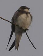 Sand Martin