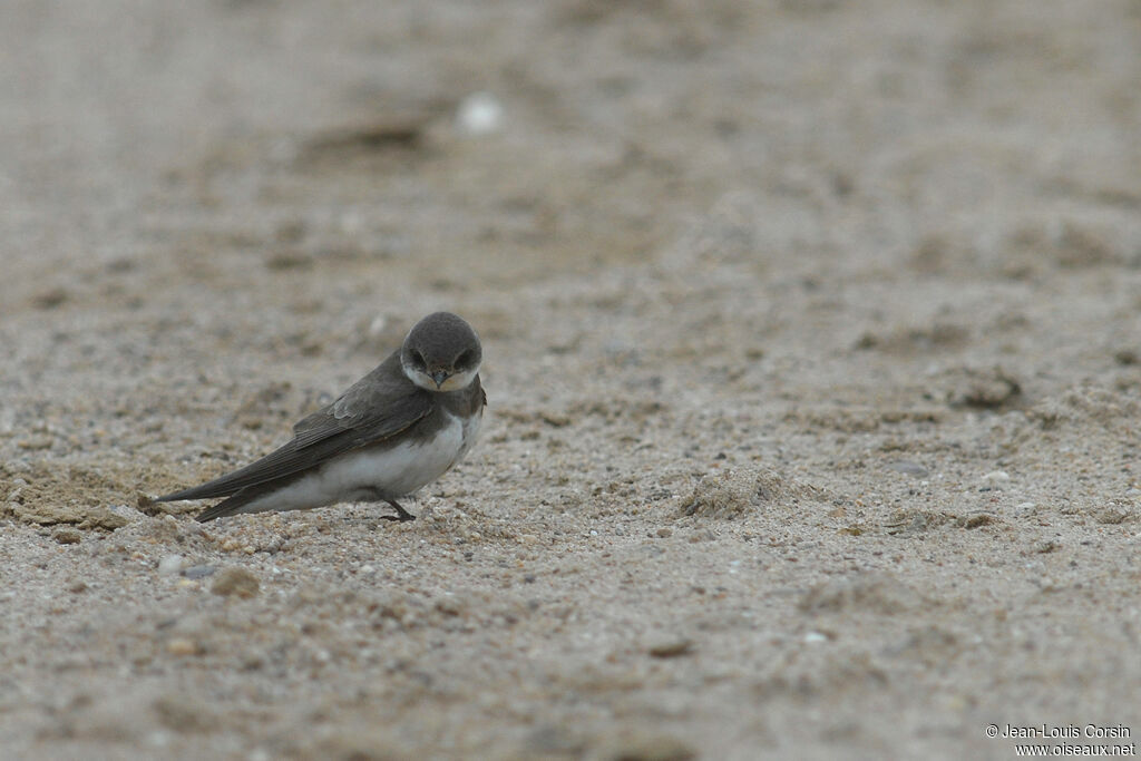 Hirondelle de rivage