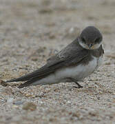 Sand Martin