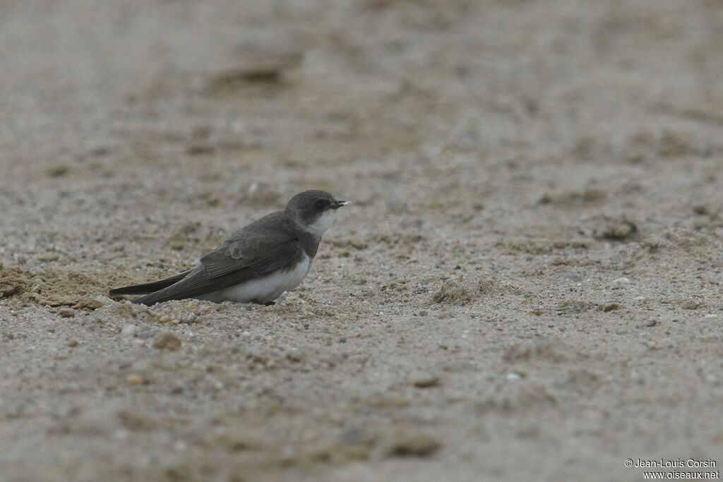 Sand Martin