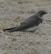 Sand Martin