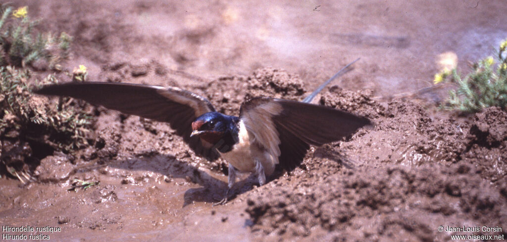 Barn Swallow