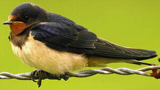 Barn Swallow