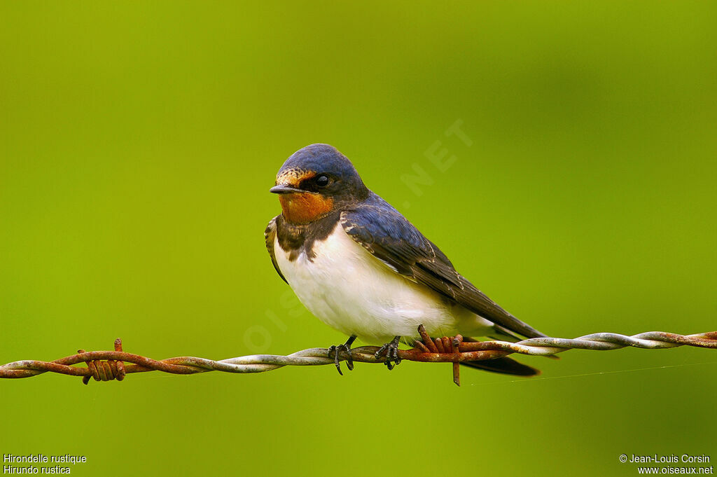 Barn Swallow