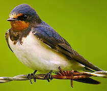 Barn Swallow