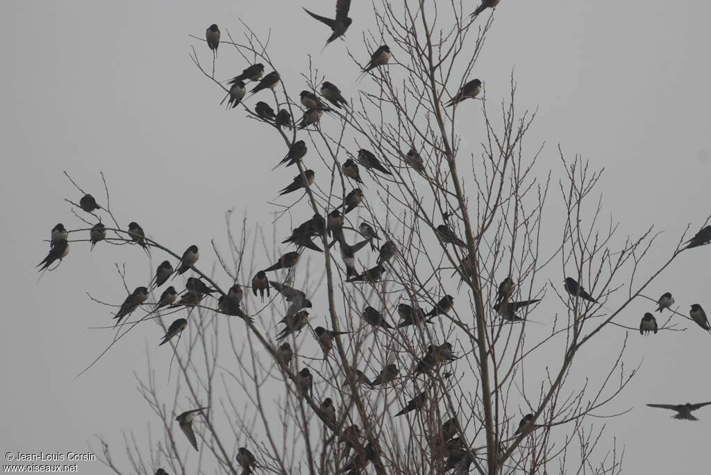 Barn Swallow