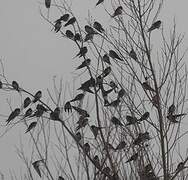 Barn Swallow