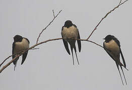 Barn Swallow