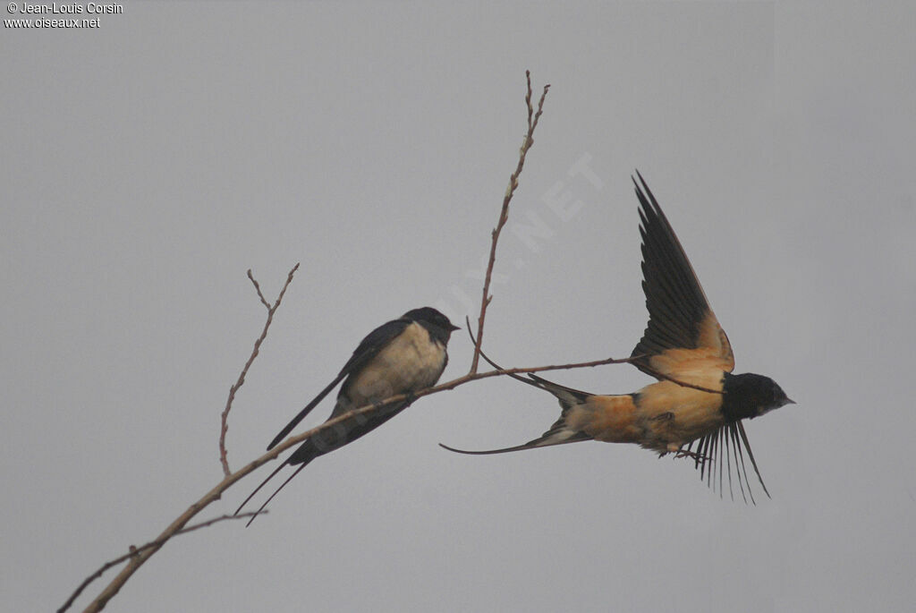 Barn Swallow