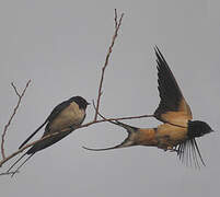 Barn Swallow