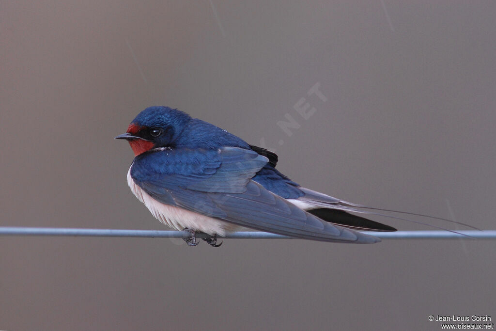 Barn Swallow