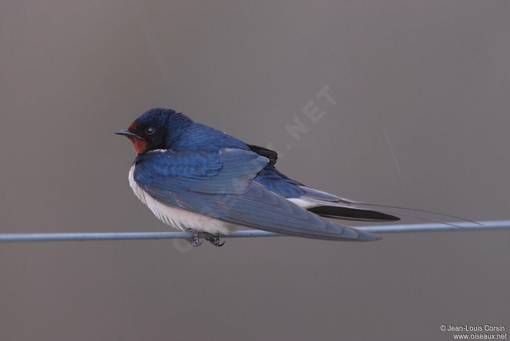 Barn Swallow