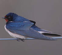 Barn Swallow