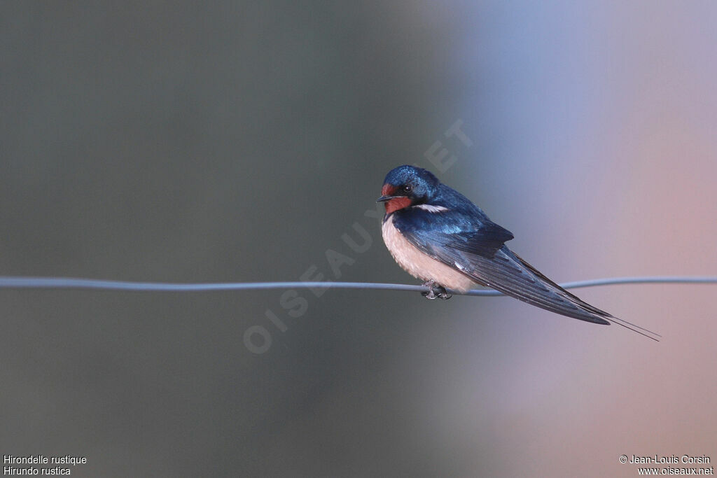 Barn Swallow