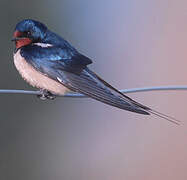 Barn Swallow