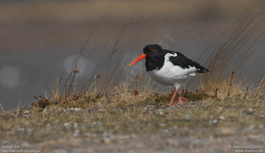 Eurasian Oystercatcher