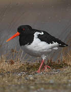 Eurasian Oystercatcher