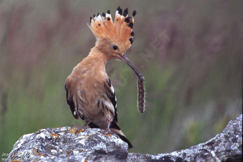 Huppe fasciéeadulte, régime