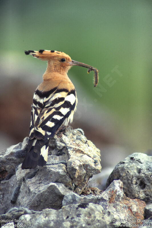 Eurasian Hoopoe