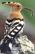 Eurasian Hoopoe