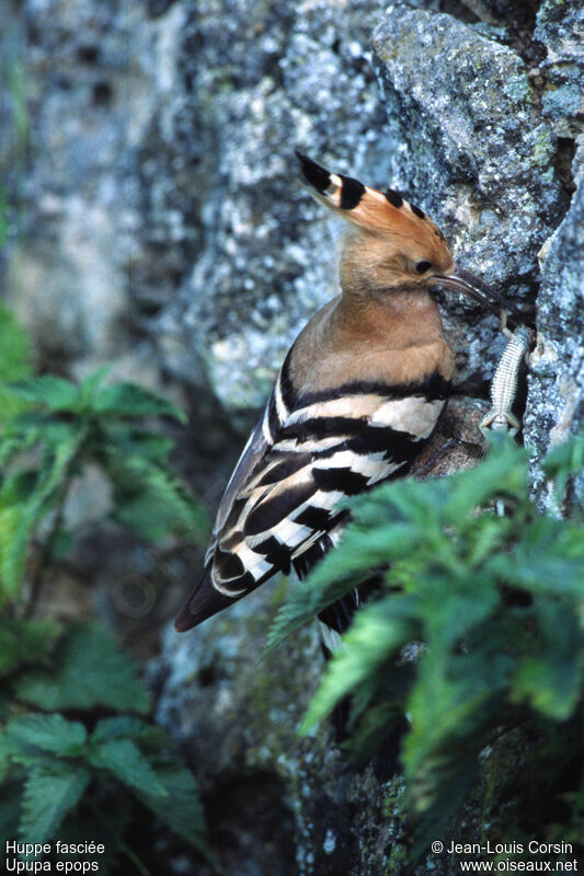 Eurasian Hoopoe