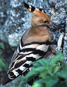 Eurasian Hoopoe