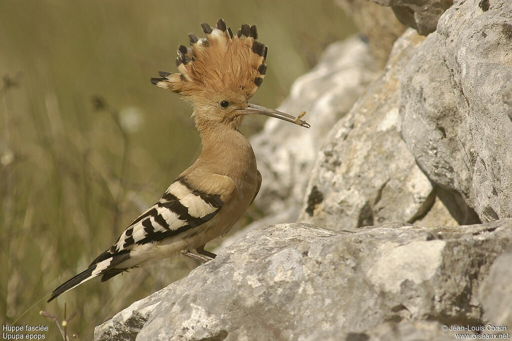 Eurasian Hoopoe