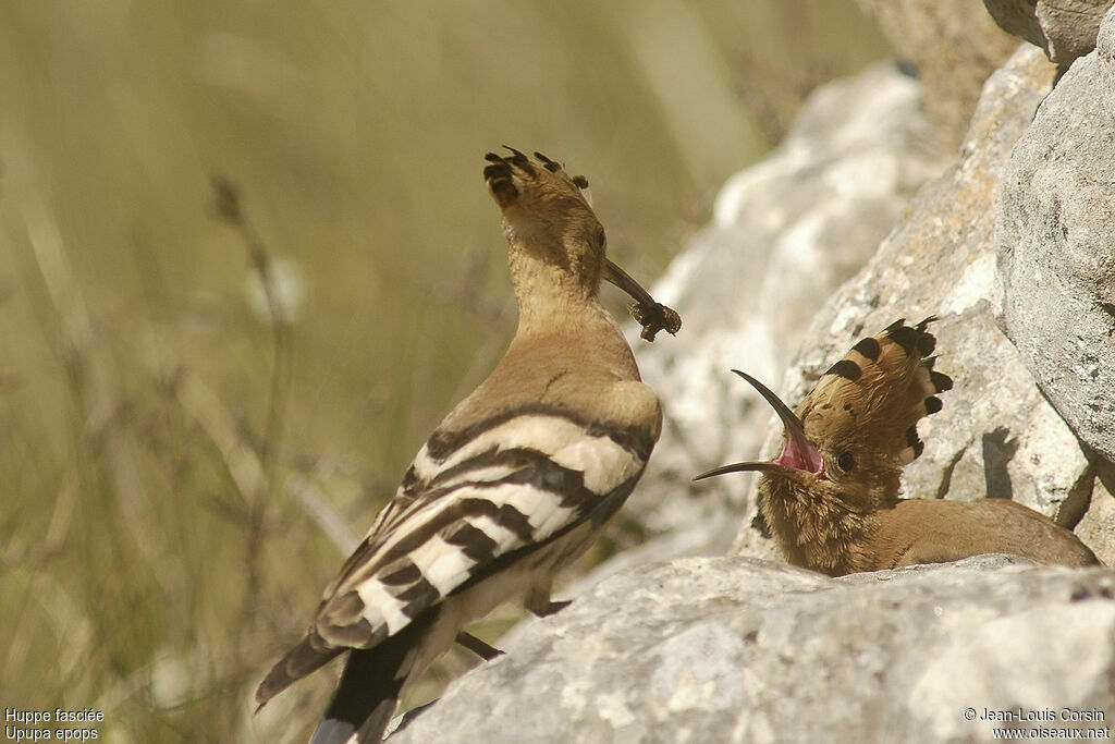 Eurasian Hoopoe