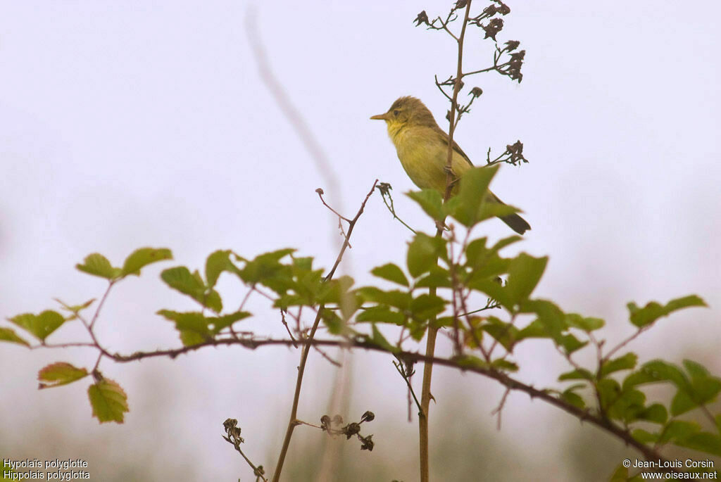 Melodious Warbler