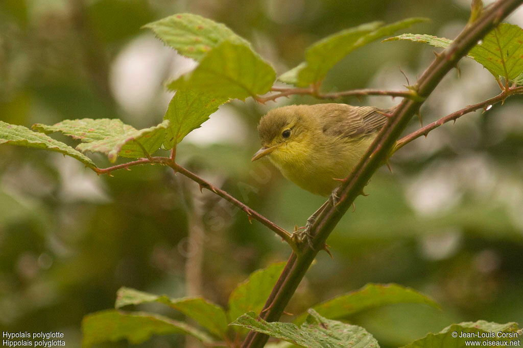 Melodious Warbler