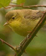 Melodious Warbler