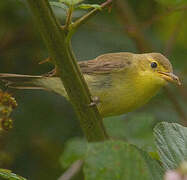 Melodious Warbler