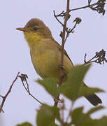 Melodious Warbler