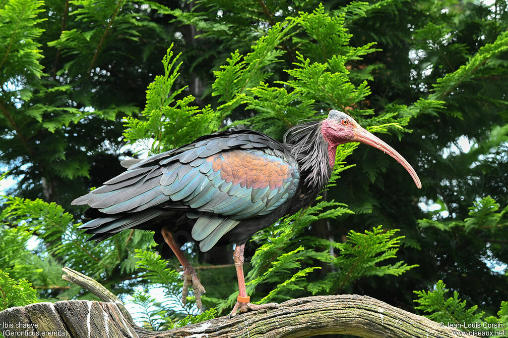 Northern Bald Ibis