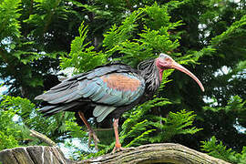 Northern Bald Ibis