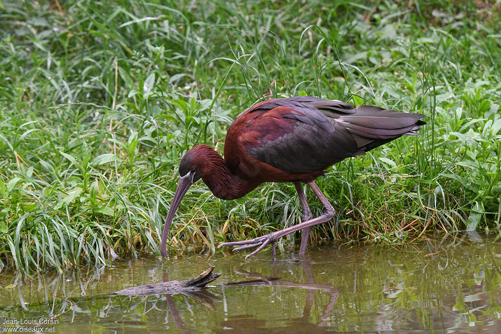 Ibis falcinelleadulte, pêche/chasse