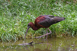 Glossy Ibis